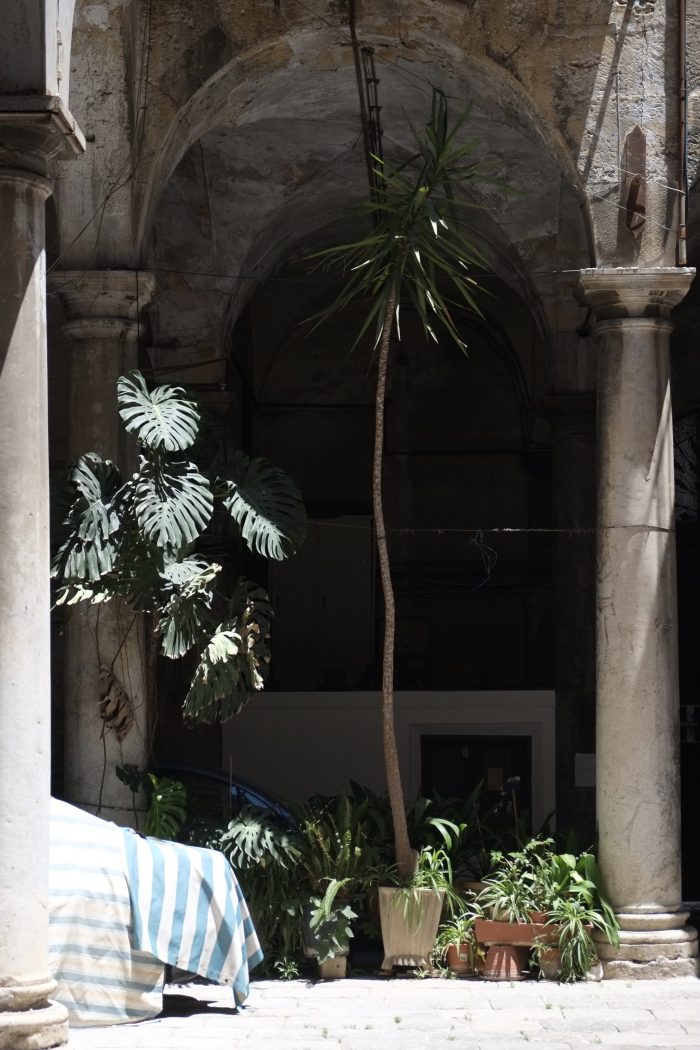 A palm.  A frame (Palermo, June 2017)