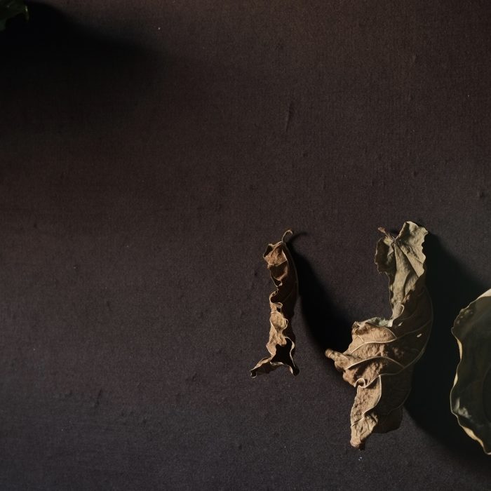 Dried Ficus leaves (July 2017)