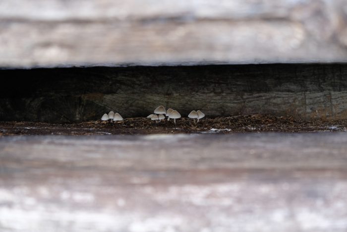 Sheltering Funghi (October 2017)