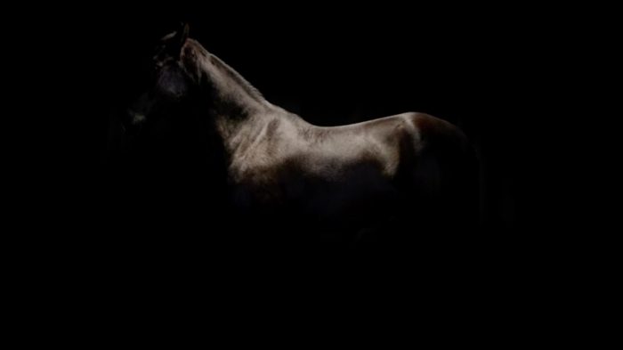 Horse. Chiascuro.