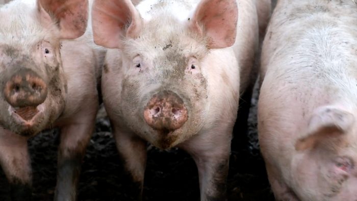 Suffolk Pigs