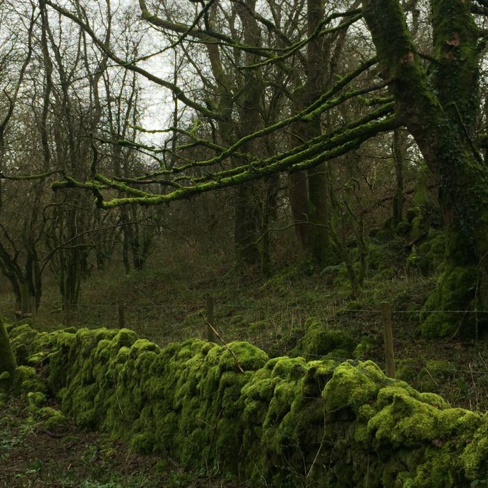 Mendips.  Moss.  (March 2017)