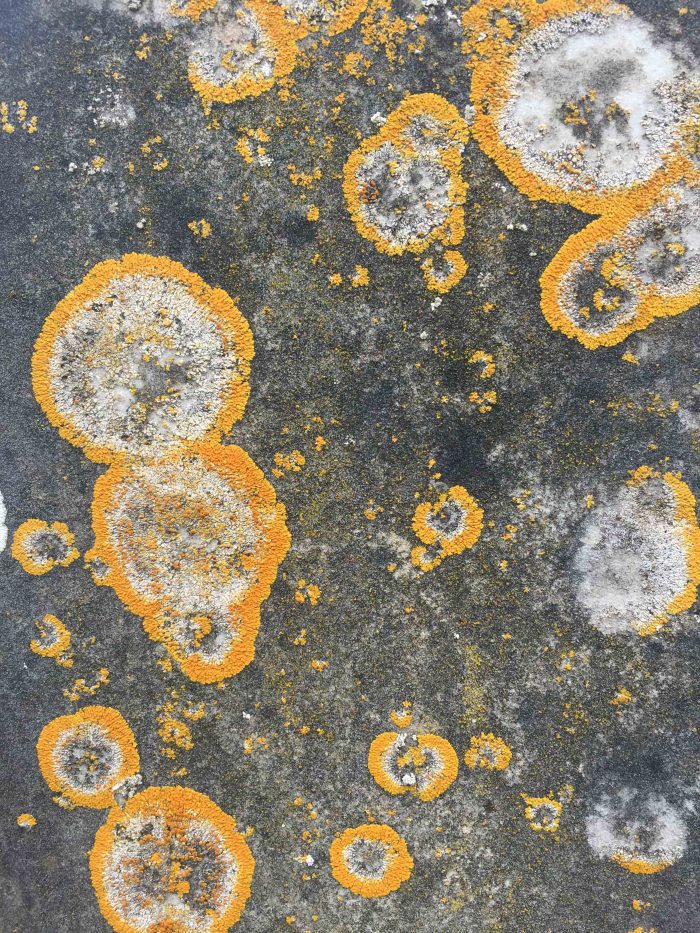 Headstone. Mustard.