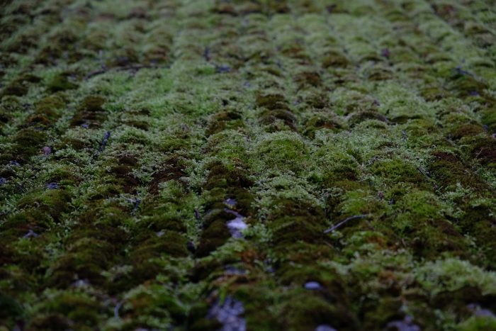 Moss. Corrugated.