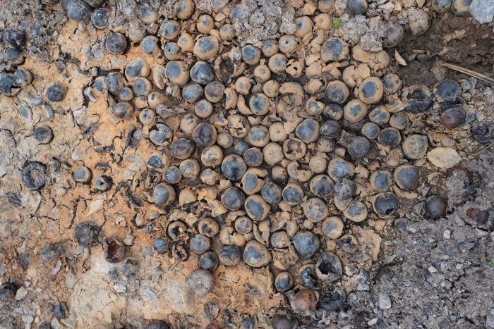 Rust & apples (Somerset, April 2017)