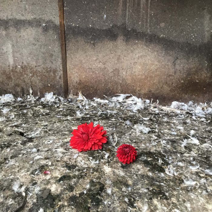 Dahlias.  Goose Shit.