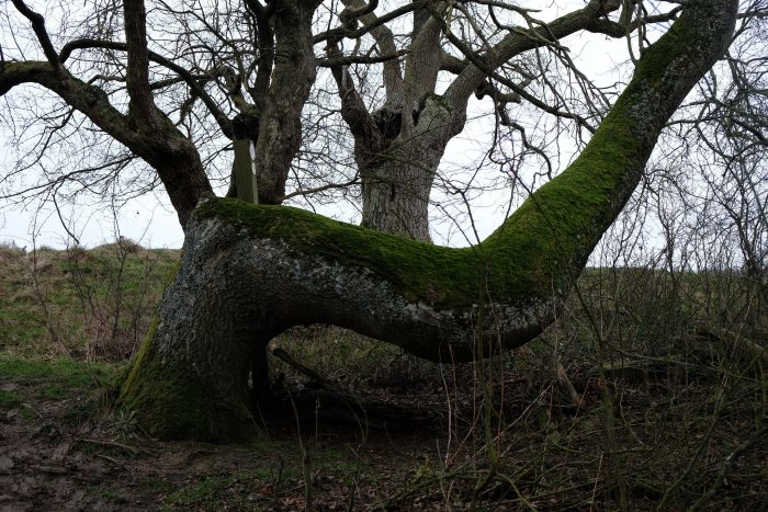 Bough. (December 2018)