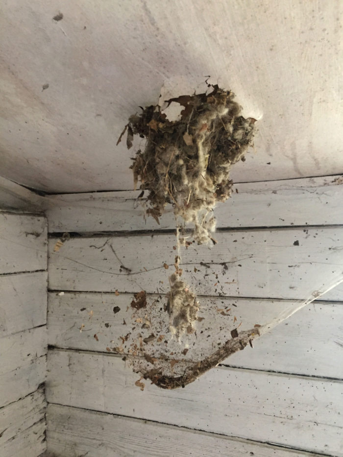 Ceiling.  Nest.