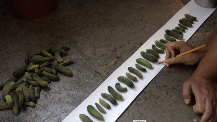 Counting. Cornichons. (August, 2015)